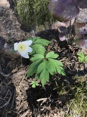 Anemonoides nemorosa