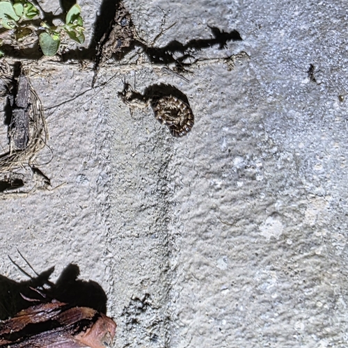 Greenhouse Millipede