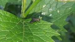 Platystoma seminationis