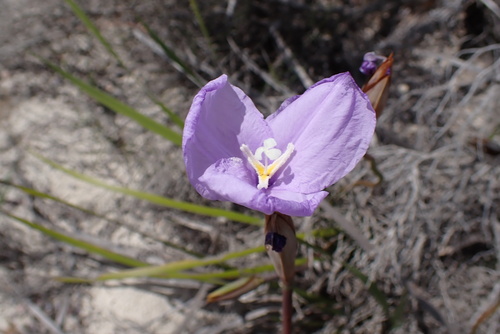 Purple Flag