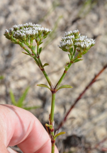 Image of Paronychia erecta by (c) Amber M. King, some rights reserved (CC BY)