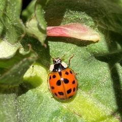Harmonia axyridis