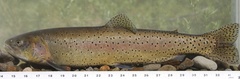 Oncorhynchus clarkii