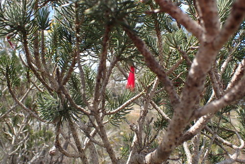 Silky-leaved Blood Flower