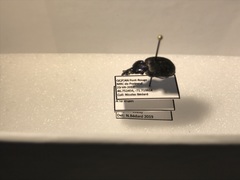 Sphaeroderus stenostomus lecontei