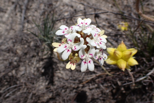 Posy Triggerplant