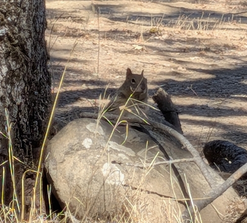 Douglas's Ground Squirrel
