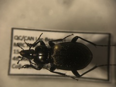 Sphaeroderus stenostomus lecontei