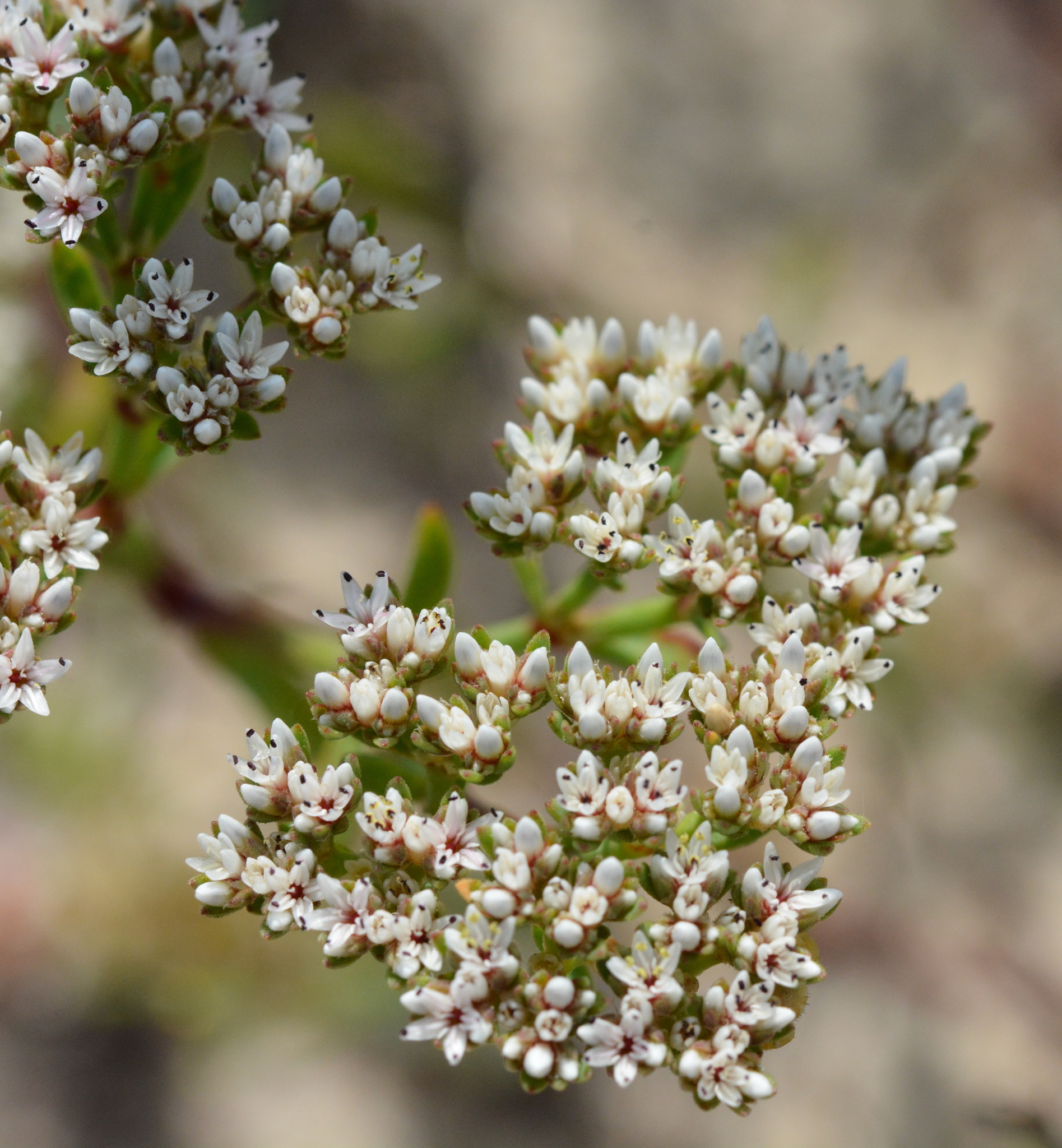 Paronychia erecta