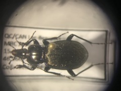 Sphaeroderus stenostomus lecontei