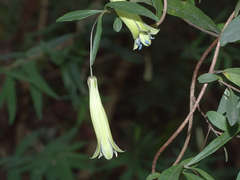 Billardiera macrantha
