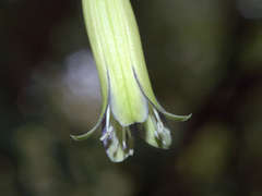 Billardiera macrantha