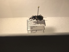 Sphaeroderus stenostomus lecontei