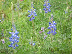 Lupinus subcarnosus