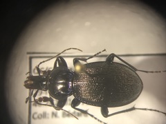 Sphaeroderus stenostomus lecontei