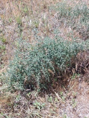 Asparagus acutifolius