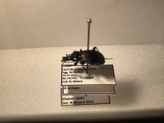 Sphaeroderus stenostomus lecontei