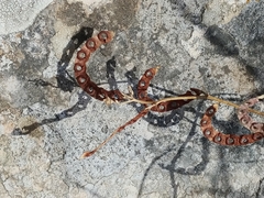 Hippocrepis unisiliquosa