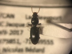 Dyschirius politus