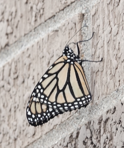 Monarch