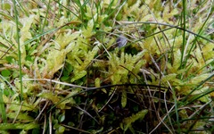 Acrocladium