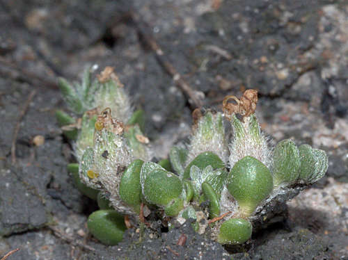 Image of Wilsonia rotundifolia by (c) Lorraine Phelan, some rights reserved (CC BY)