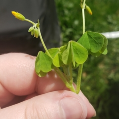 Oxalis