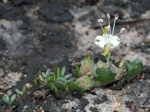 Image of Wilsonia rotundifolia by (c) Lorraine Phelan, some rights reserved (CC BY)