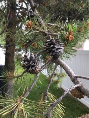 Pinus banksiana