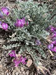 Astragalus utahensis