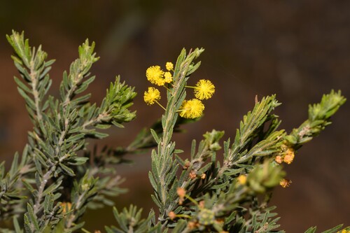 Acacia lineata, 2026-09-15