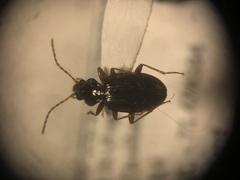 Bembidion nigrum