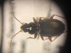 Bembidion nigrum