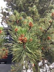 Pinus banksiana