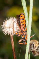 Rhynocoris rubricus