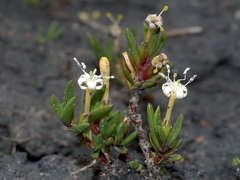 Wilsonia backhousei