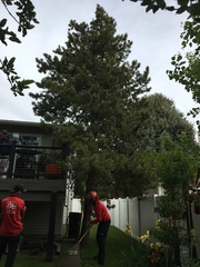 Pinus banksiana