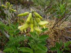 Astragalus umbellatus
