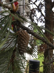 Pinus banksiana