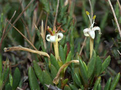 Wilsonia backhousei