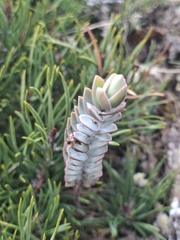 Veronica gibbsii, photograph Mirca Fredrick, CC BY, iNaturalist via GBIF