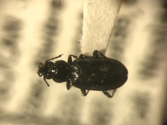 Bembidion quadrulum