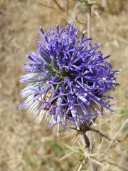 Echinops adenocaulos