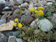 Bupleurum americanum