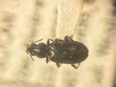 Bembidion quadrulum