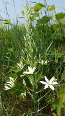 Ornithogalum pyramidale