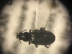 Bembidion quadrulum