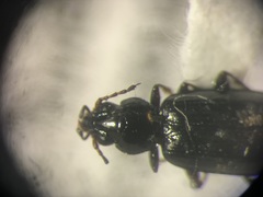 Bembidion quadrulum