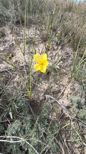 Linum rigidum, 2026-09-29