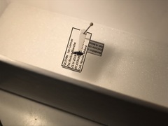 Bembidion quadrulum